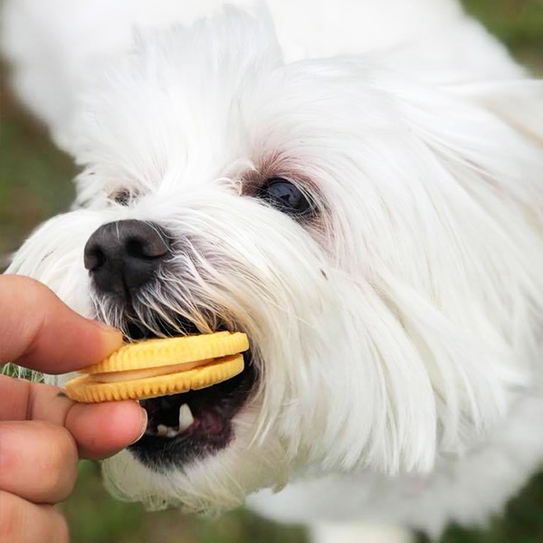 White dog being given a treat