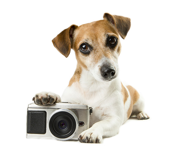Dog with camera